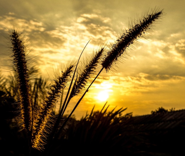 Foto close-up van een tarweveld tegen de hemel bij zonsondergang