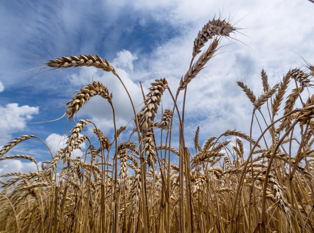 Close-up van een tarweveld tegen de lucht