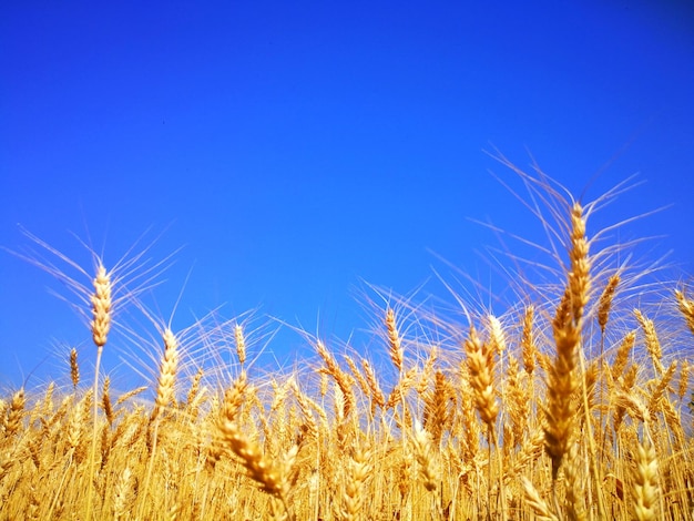 Foto close-up van een tarweveld tegen een heldere blauwe lucht
