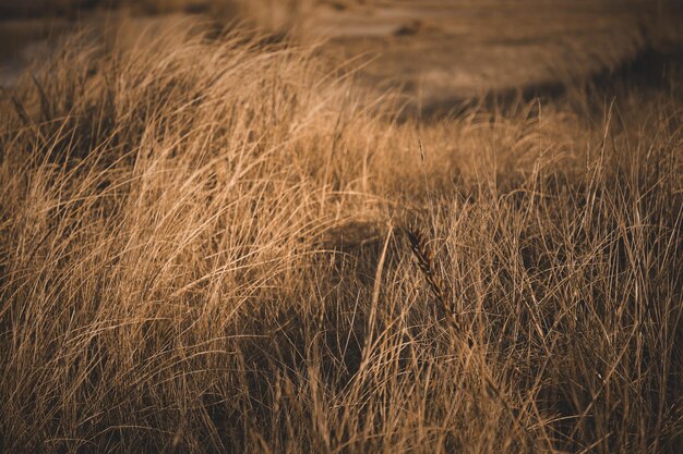 Foto close-up van een tarweveld