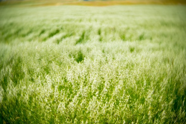 Foto close-up van een tarweveld