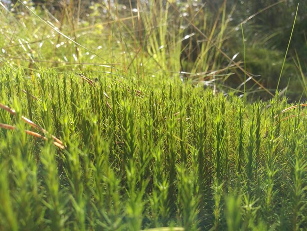 Foto close-up van een tarweveld