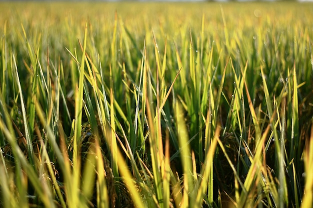 Foto close-up van een tarweveld