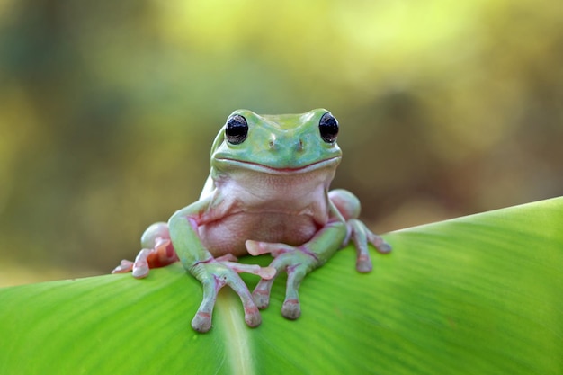 Close-up van een tee-kikker op een blad
