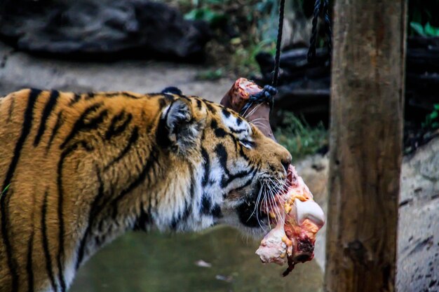 Foto close-up van een tijger die buiten eet