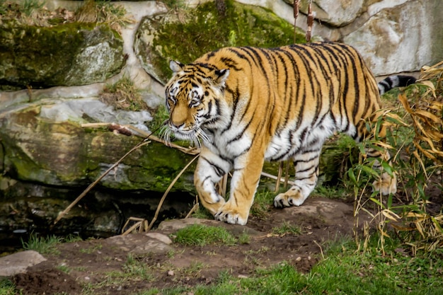 Foto close-up van een tijger die buiten loopt