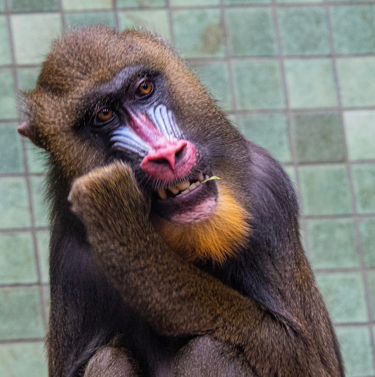 Foto close-up van een tijger die in de dierentuin zit