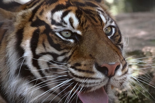 Close-up van een tijger die op het veld zit