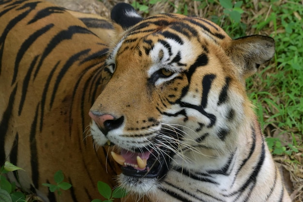 Close-up van een tijger die zich op het veld ontspant