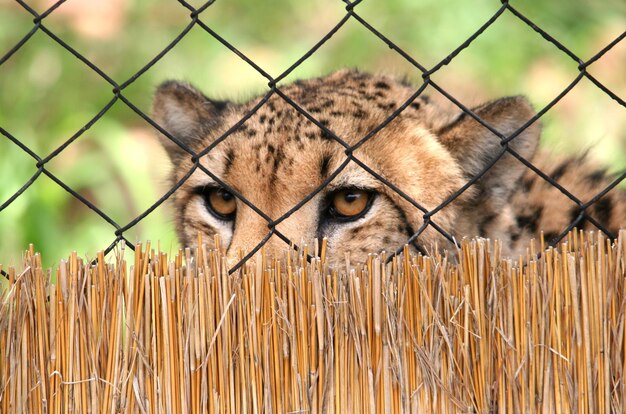 Foto close-up van een tijger gezien door een kettinghek