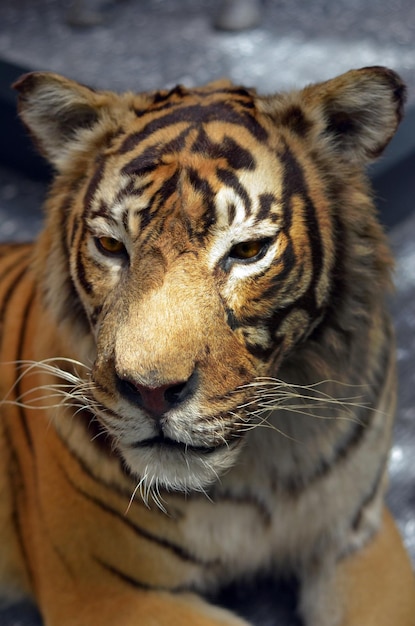 Close-up van een tijger in de dierentuin