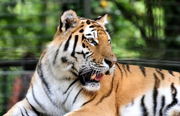 Foto close-up van een tijger in de dierentuin