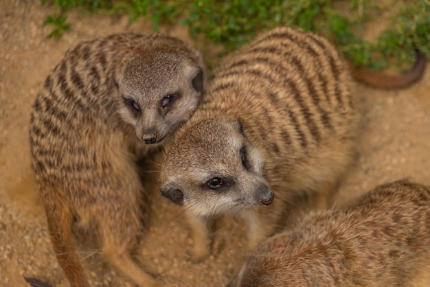 Foto close-up van een tijger in het veld