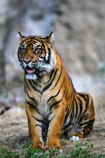 Foto close-up van een tijger op het veld