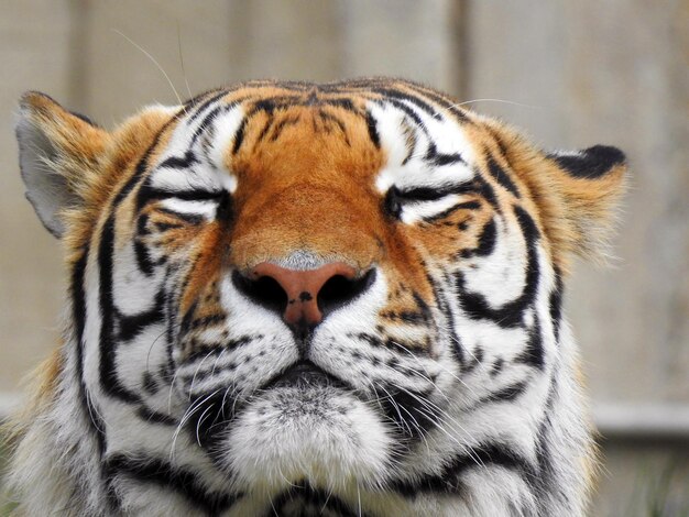 Foto close-up van een tijger