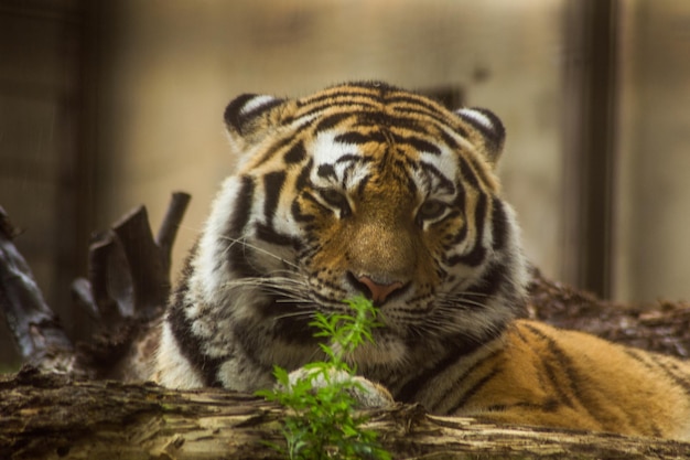 Close-up van een tijger