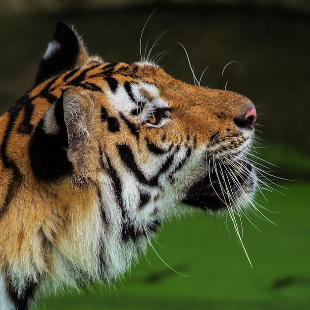 Foto close-up van een tijger