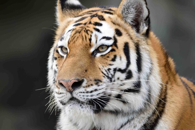 Foto close-up van een tijger