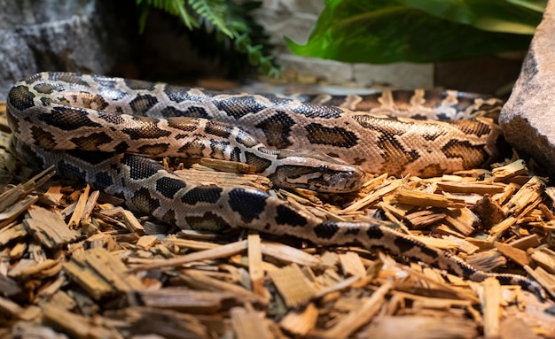 Close-up van een tijgerpython