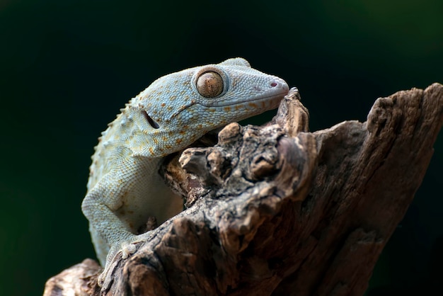 Close up van een tokay gekko ogen