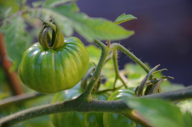 Close-up van een tomatenplant