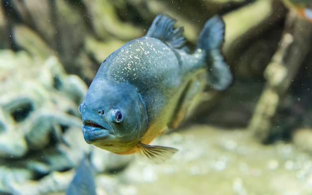 Close-up van een tropische piranha-vis onderwater in aquariumomgeving. Ook wel mensetende piranha genoemd