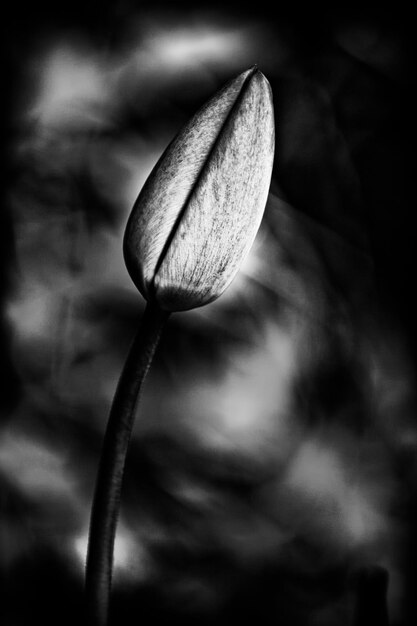 Foto close-up van een tulpenknop