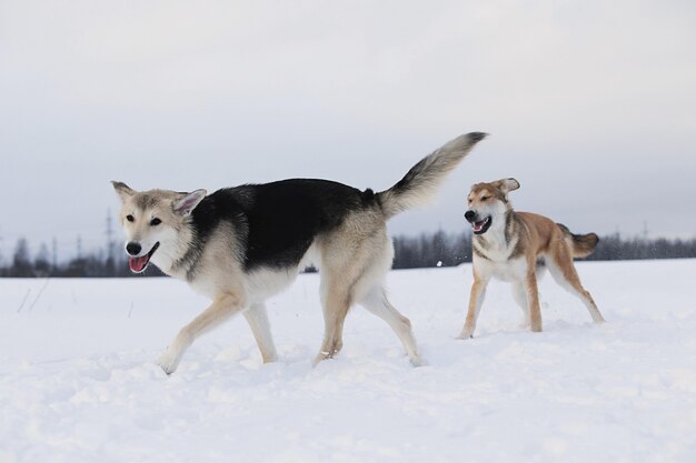 Close-up van een twee grote honden van gemengd ras die vechten om een sneeuwachtergrond