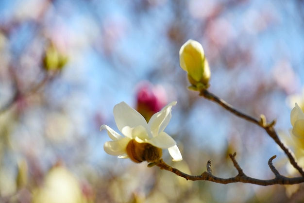 Close-up van een twijg in de lente