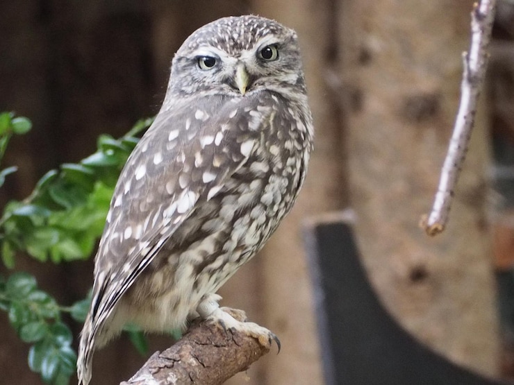 Foto close-up van een uil die buiten zit