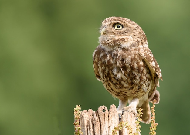 Close-up van een uil die buiten zit