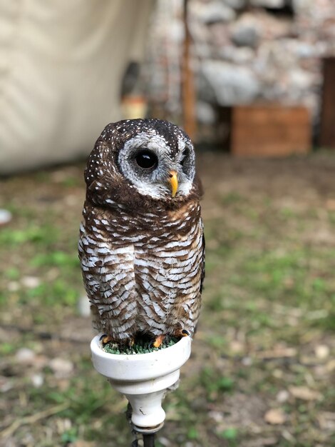 Foto close-up van een uil die buiten zit