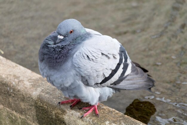 Foto close-up van een uil die in de buitenlucht zit