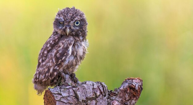 Foto close-up van een uil die op een boom zit