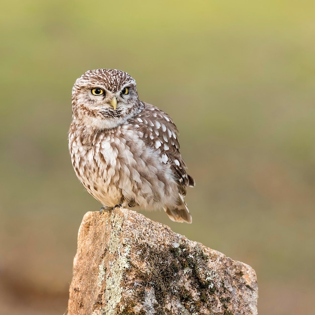 Close-up van een uil die op een houten paal zit