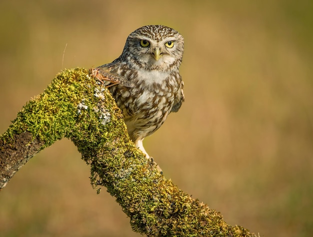 Close-up van een uil die op een tak zit