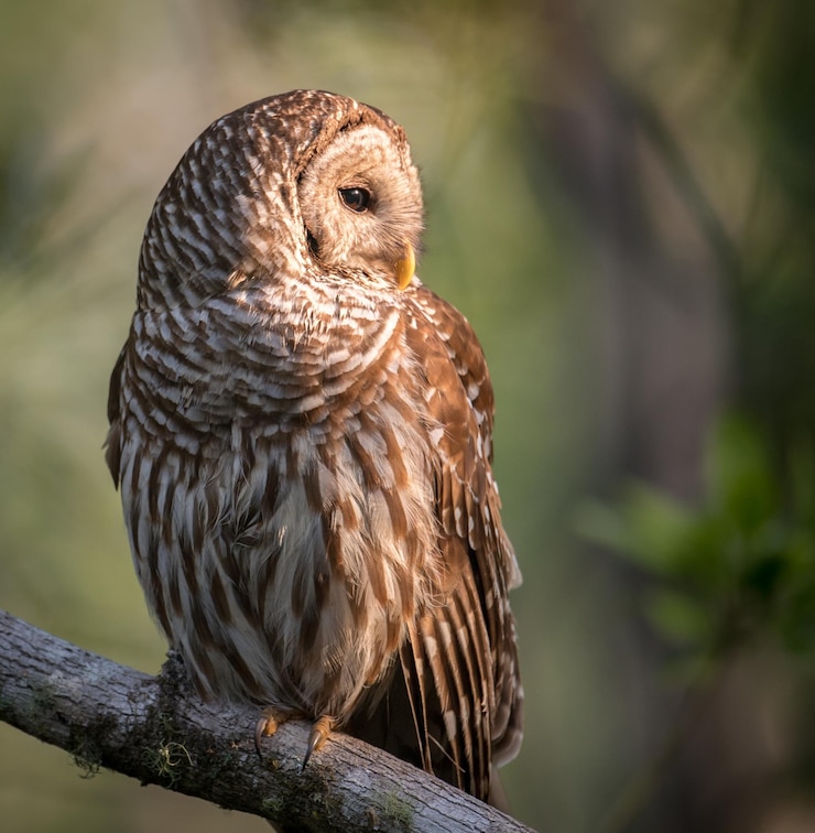 Foto close-up van een uil die op een tak zit