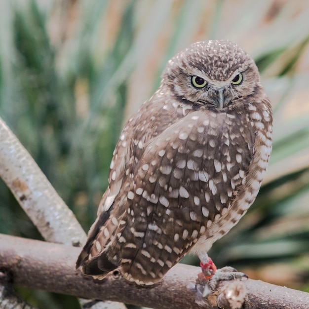 Foto close-up van een uil die op een tak zit