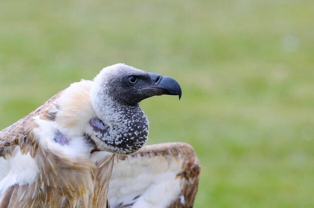 Foto close-up van een uil die op het veld zit