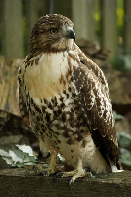 Close-up van een uil die op hout zit