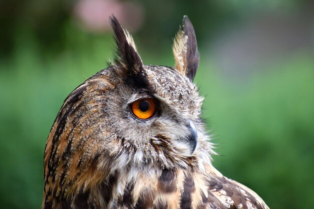 Foto close-up van een uil die wegkijkt