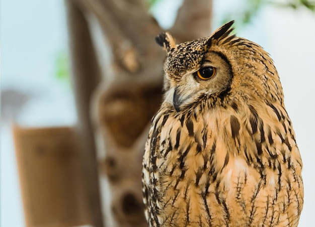 Foto close-up van een uil die wegkijkt