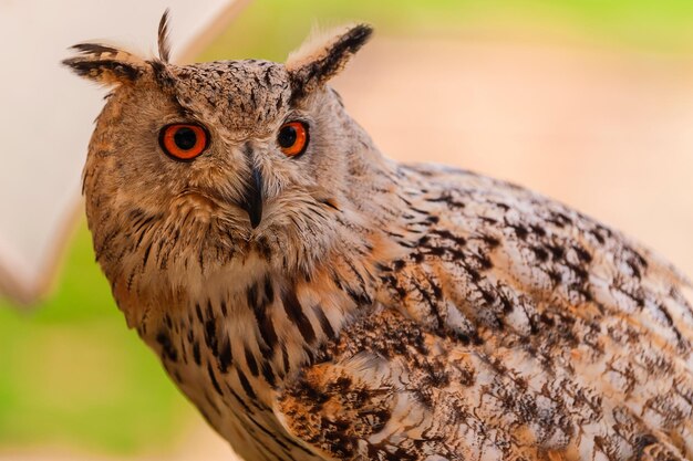 Foto close-up van een uil die zit