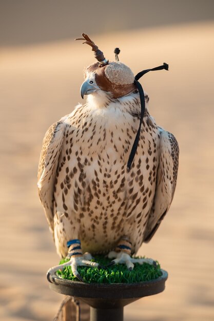 Foto close-up van een uil die zit