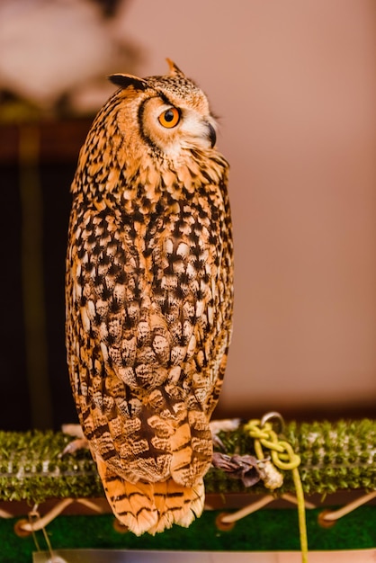 Foto close-up van een uil die zit