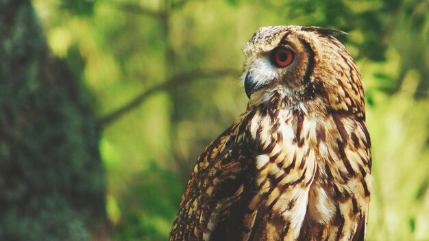 Close-up van een uil