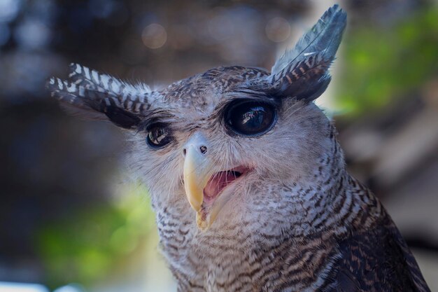 Foto close-up van een uil