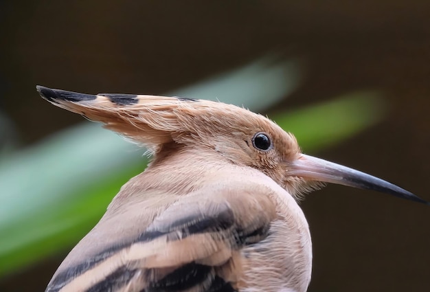 Foto close-up van een uil