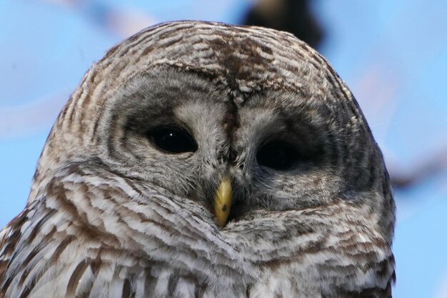 Foto close-up van een uil