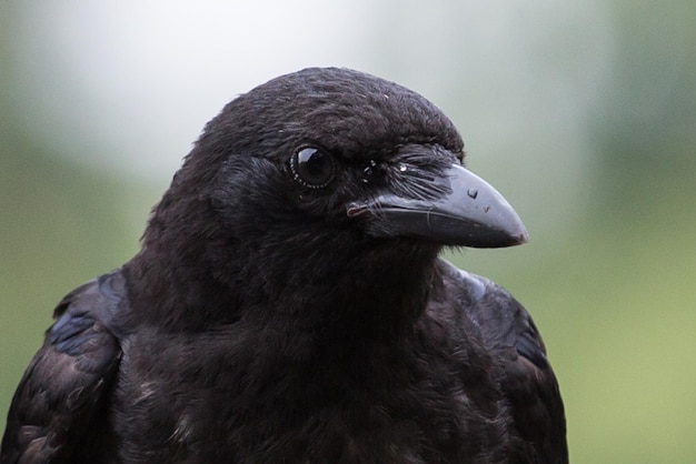 Foto close-up van een uil